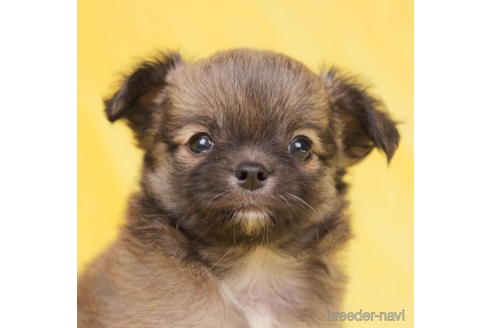 成約済の東京都のチワワ(ロングコート)-200303の2枚目